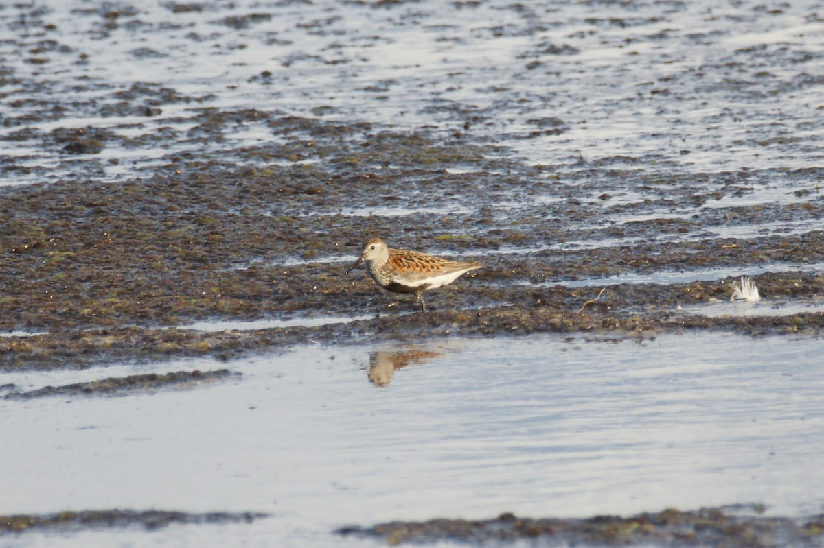 Dunlin - ML639698895