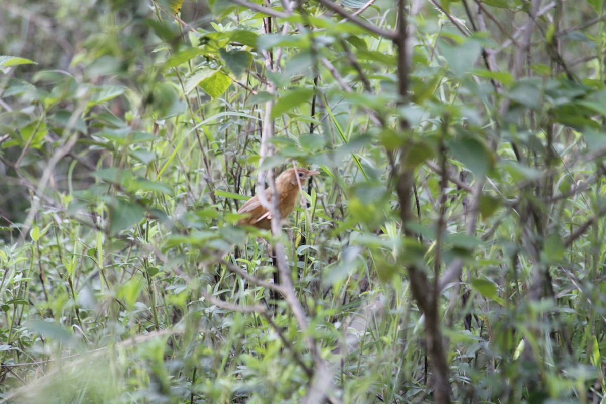 Tawny-bellied Babbler - ML639698993