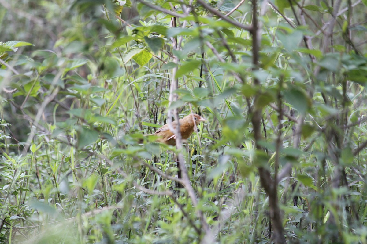 Tawny-bellied Babbler - ML639698994