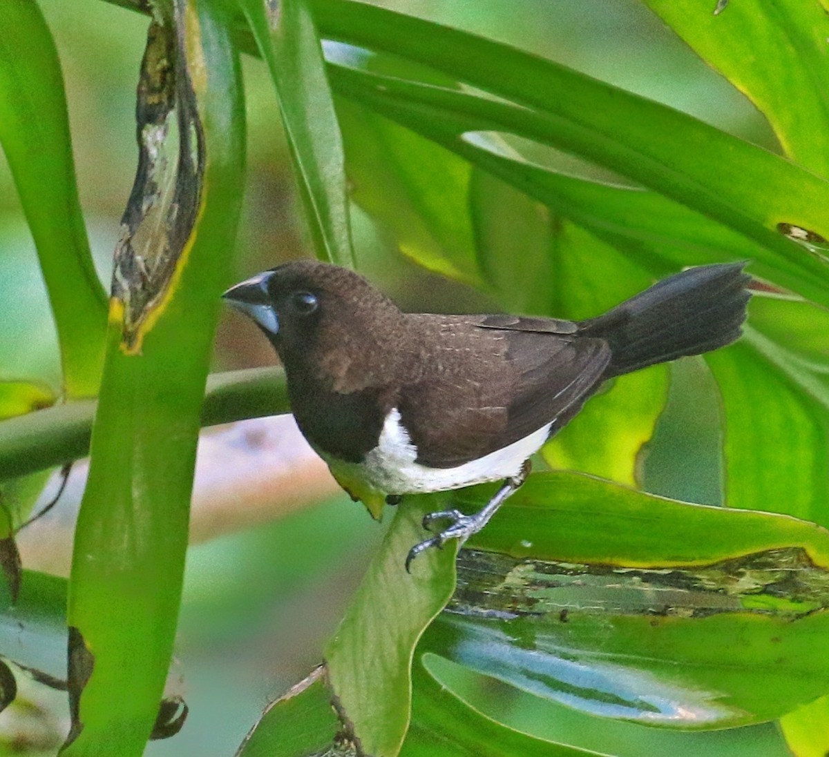 Javan Munia - ML639699006