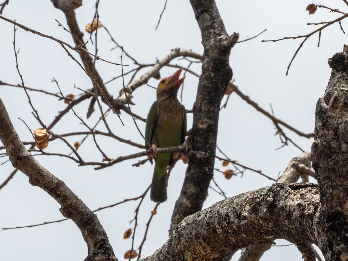 barbet hnědohlavý - ML639699011