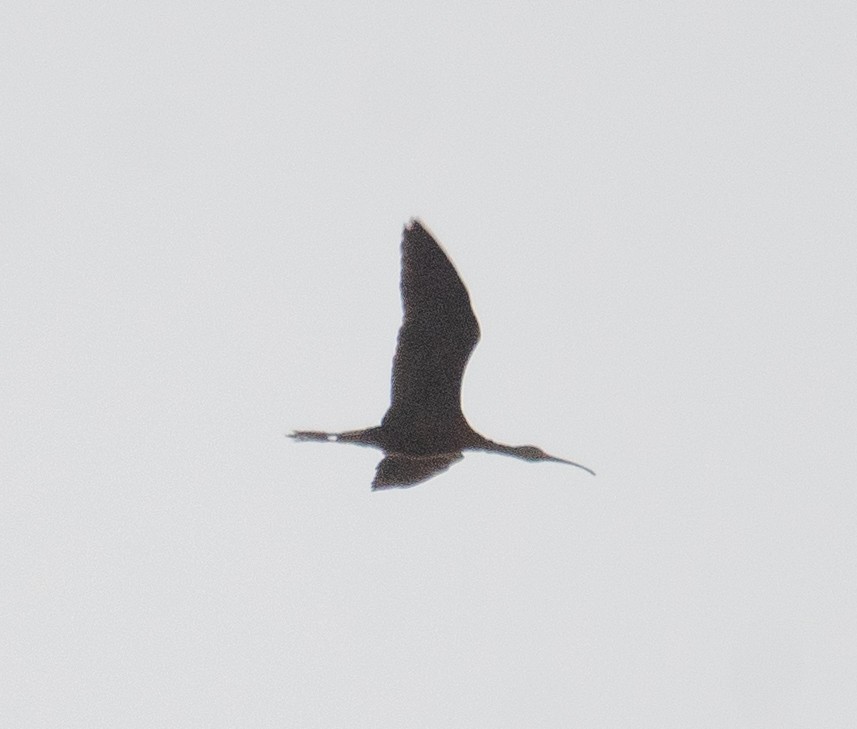ibis hnědý - ML639699028