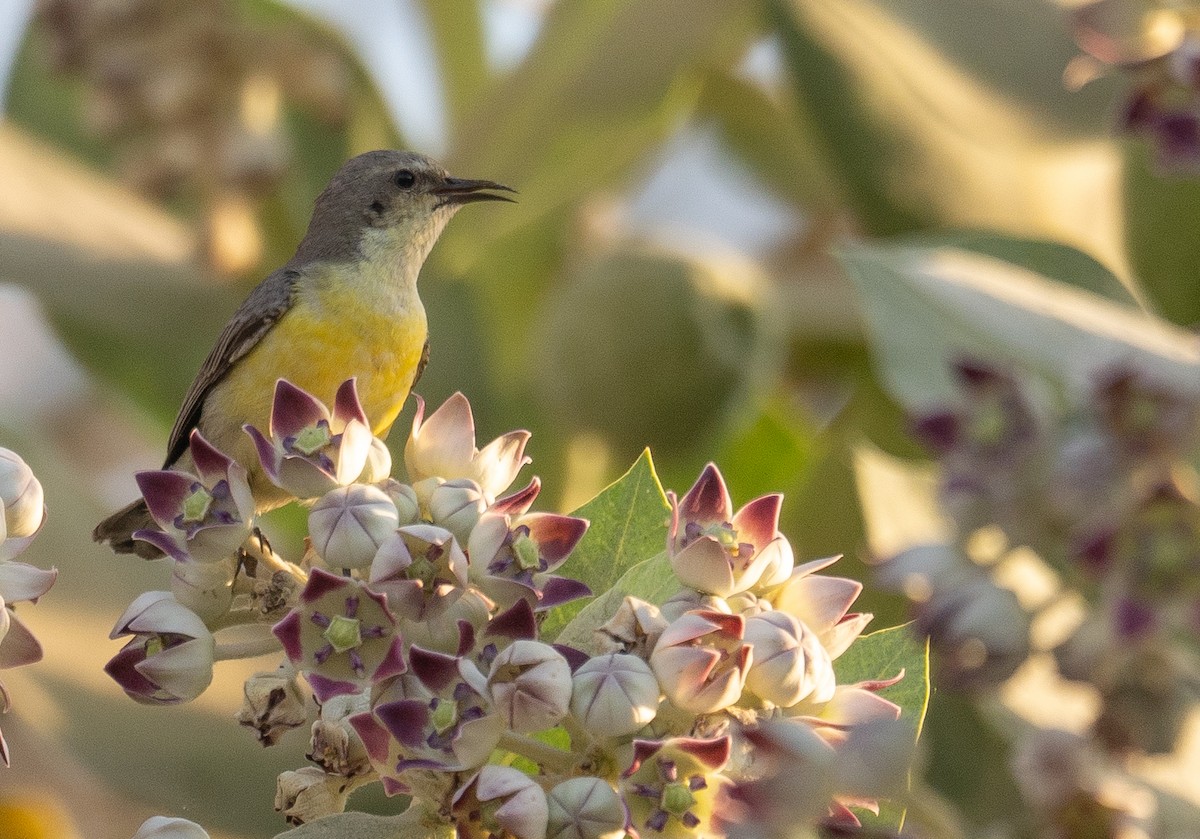 Nile Valley Sunbird - ML639699065