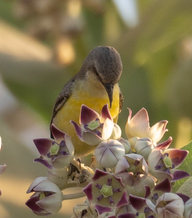 Nile Valley Sunbird - ML639699066