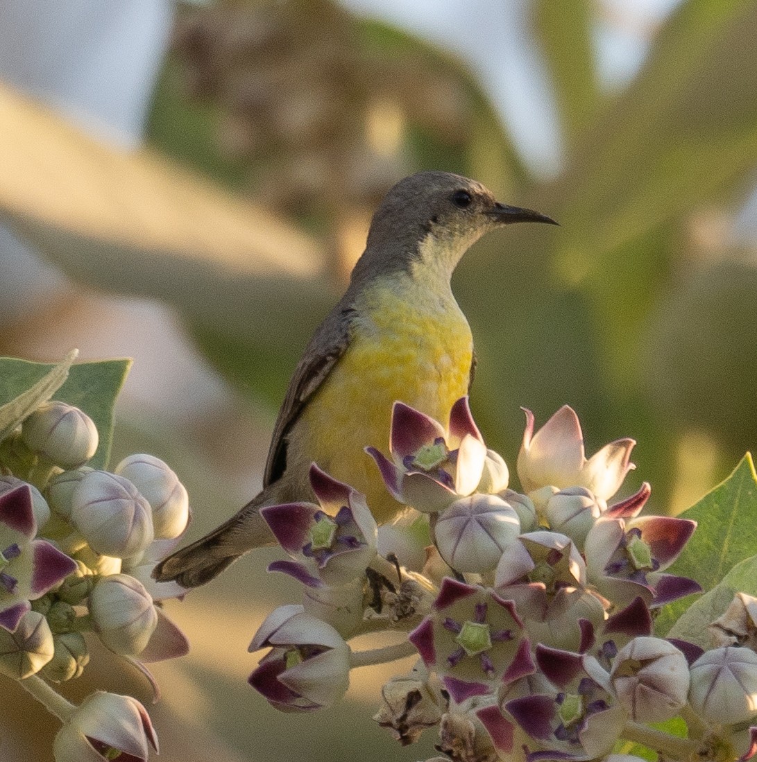 Nile Valley Sunbird - ML639699067