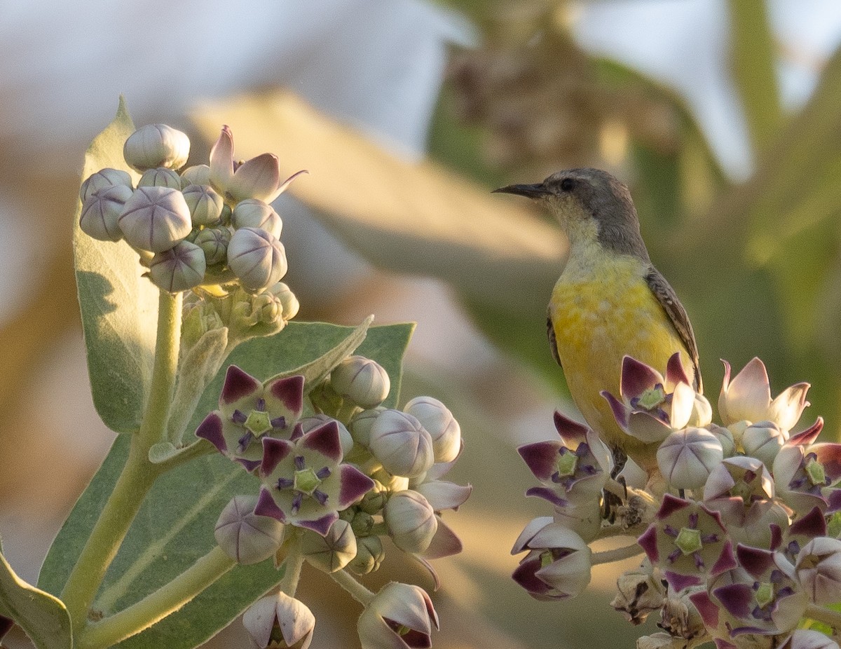 Nile Valley Sunbird - ML639699068
