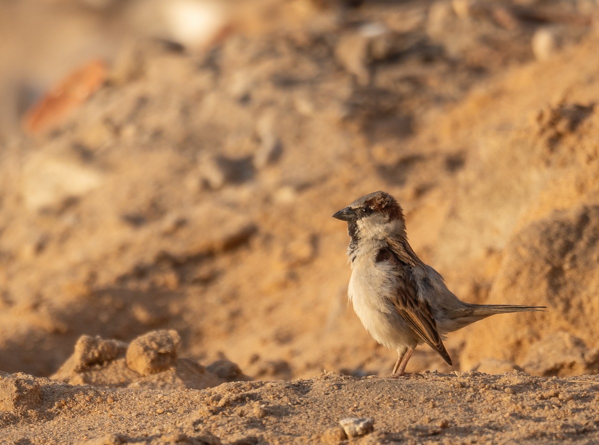 House Sparrow - ML639699069