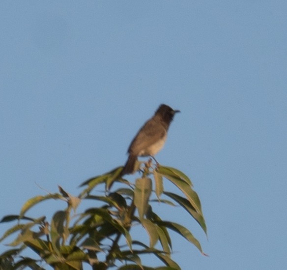 Common Bulbul - ML639699070