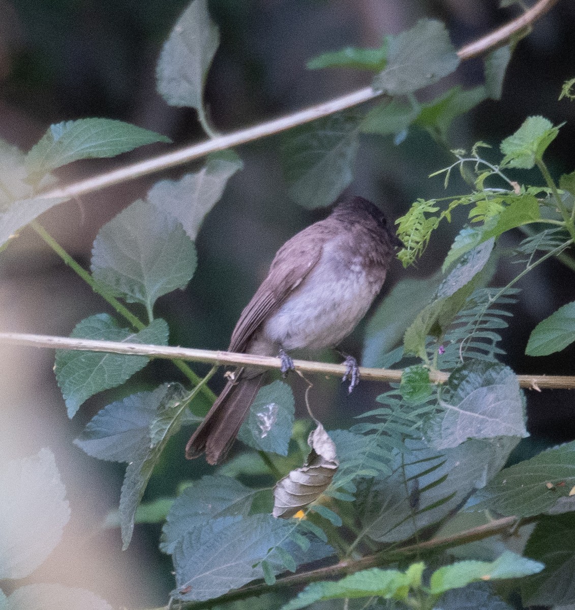 Common Bulbul - ML639699072