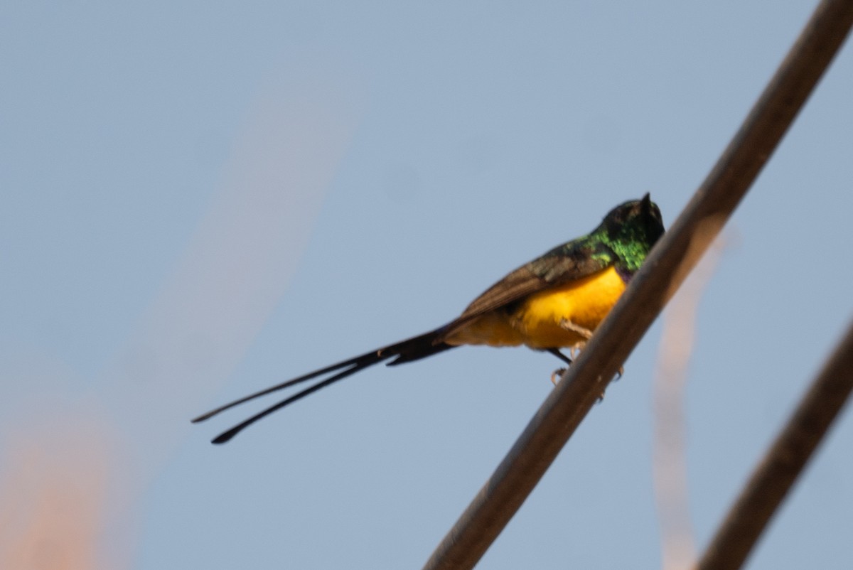 Nile Valley Sunbird - ML639699073