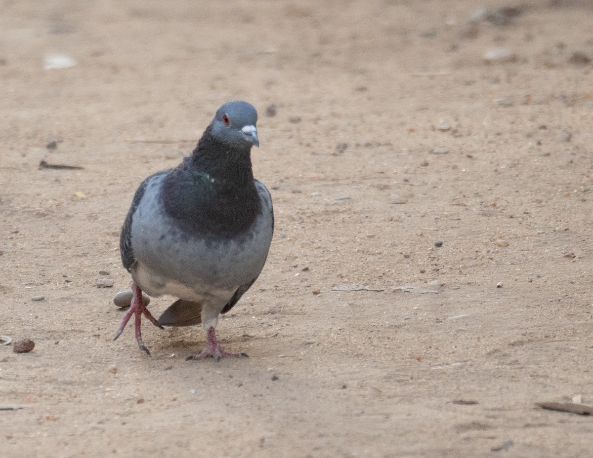 Rock Pigeon (Feral Pigeon) - ML639699075