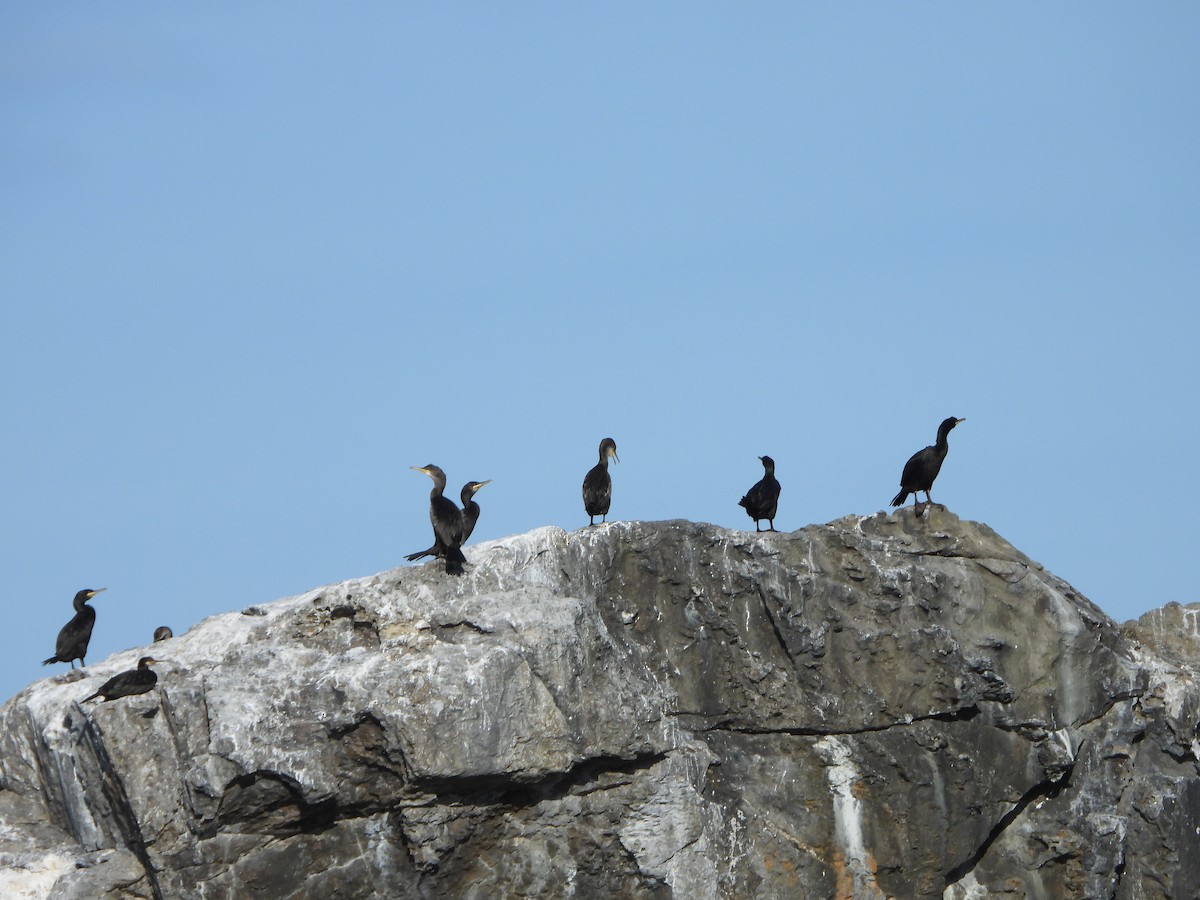 European Shag - ML639699082