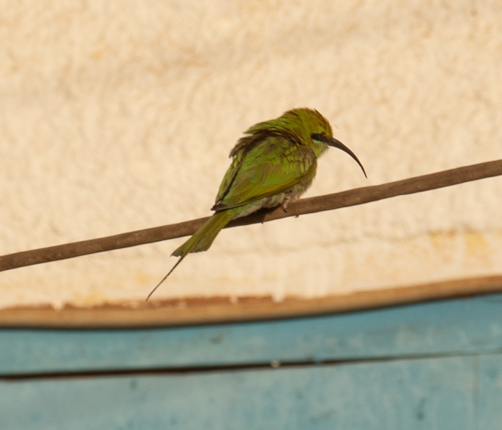 African Green Bee-eater - ML639699083