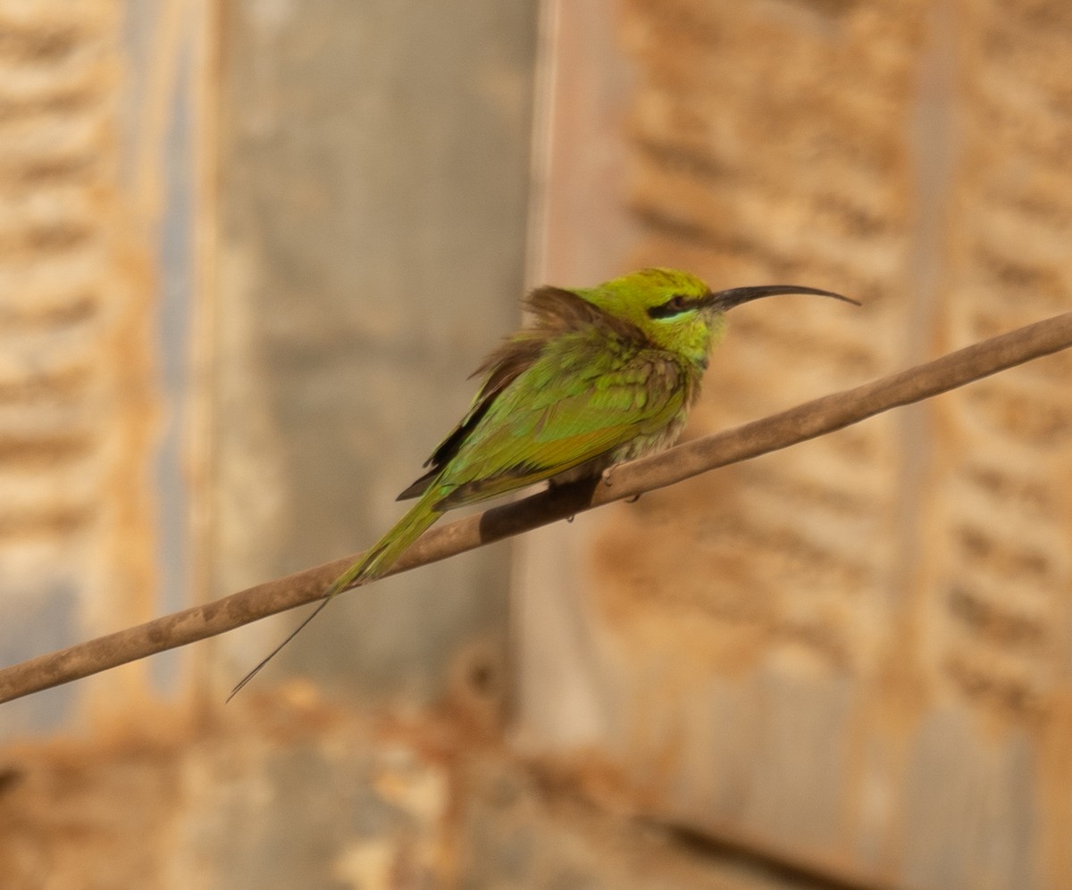 African Green Bee-eater - ML639699084