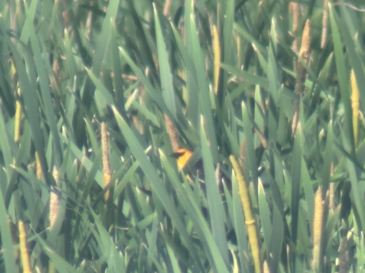 Yellow-headed Blackbird - ML639699086