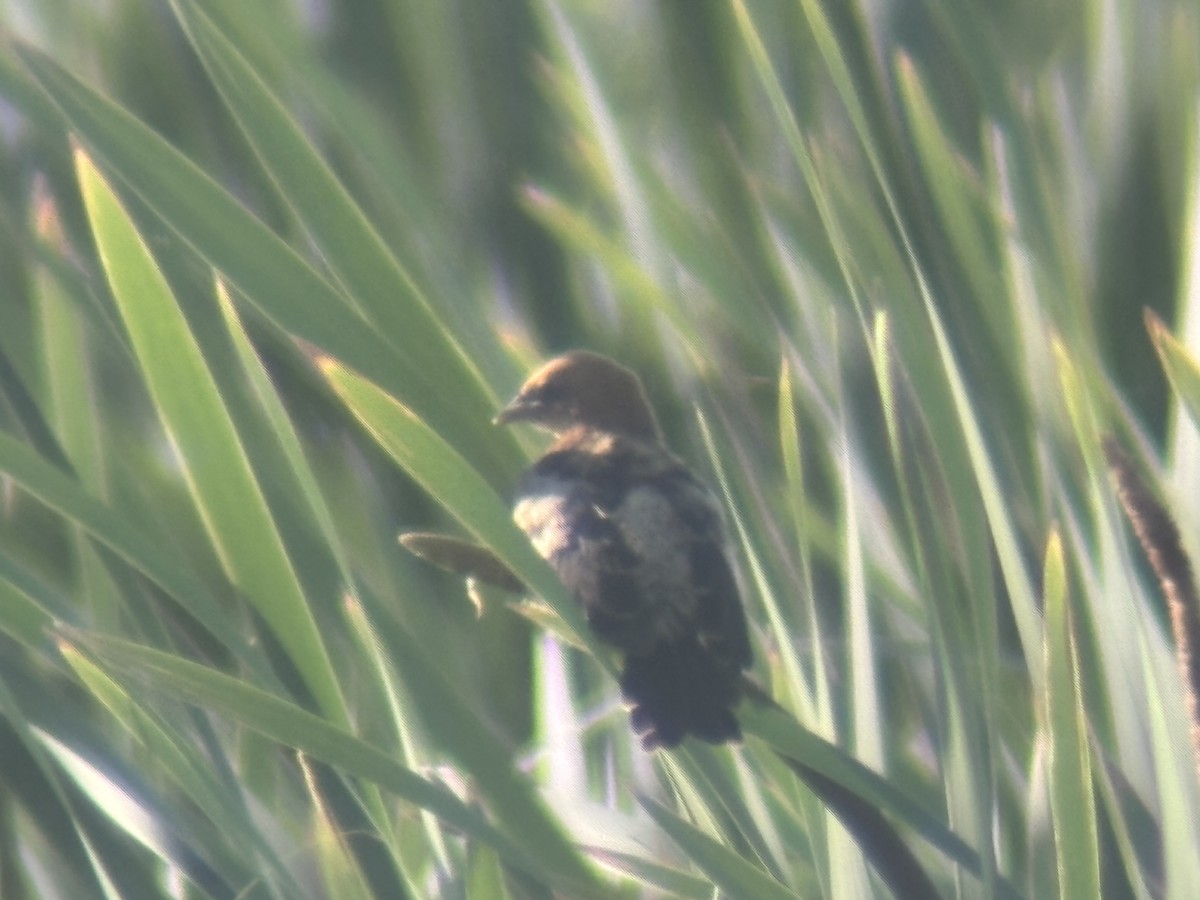Yellow-headed Blackbird - ML639699088