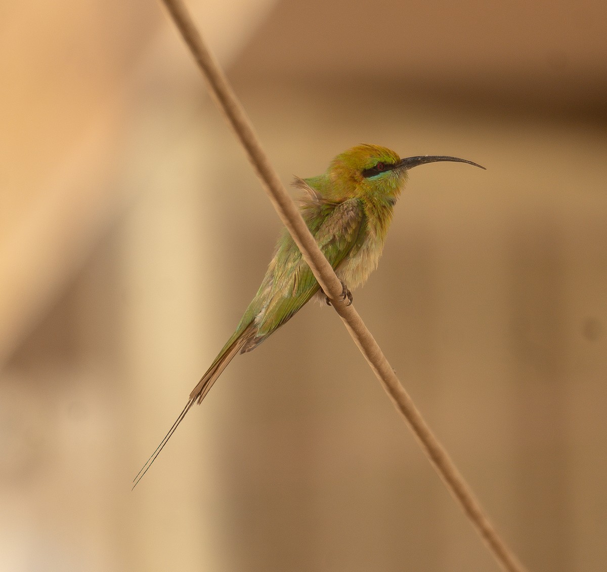 African Green Bee-eater - ML639699090