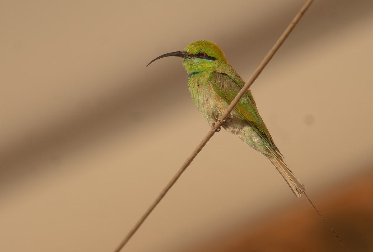 African Green Bee-eater - ML639699092
