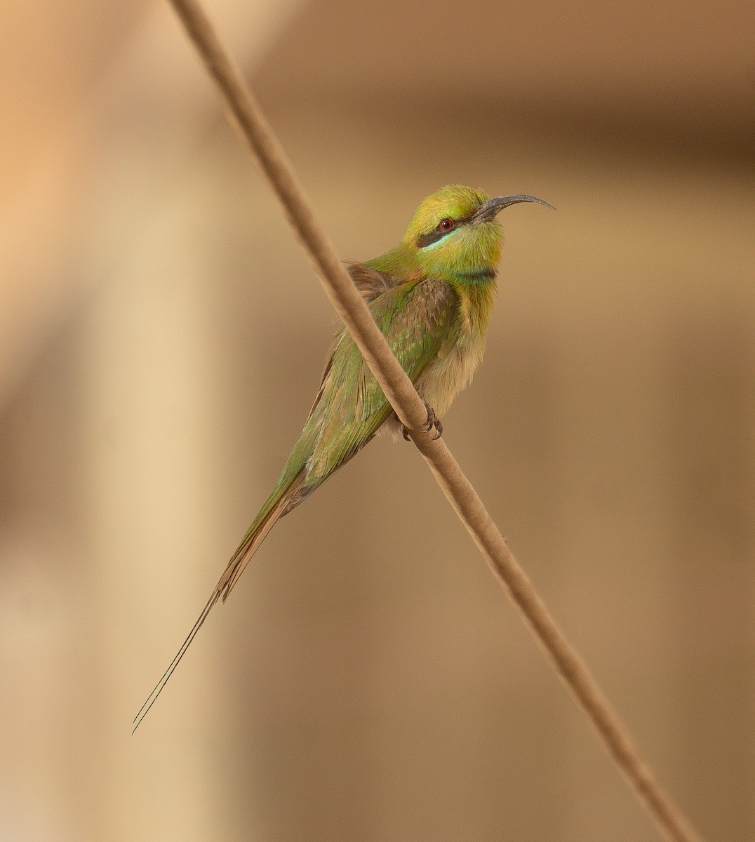 African Green Bee-eater - ML639699093