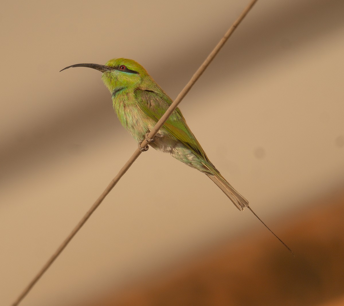 African Green Bee-eater - ML639699094