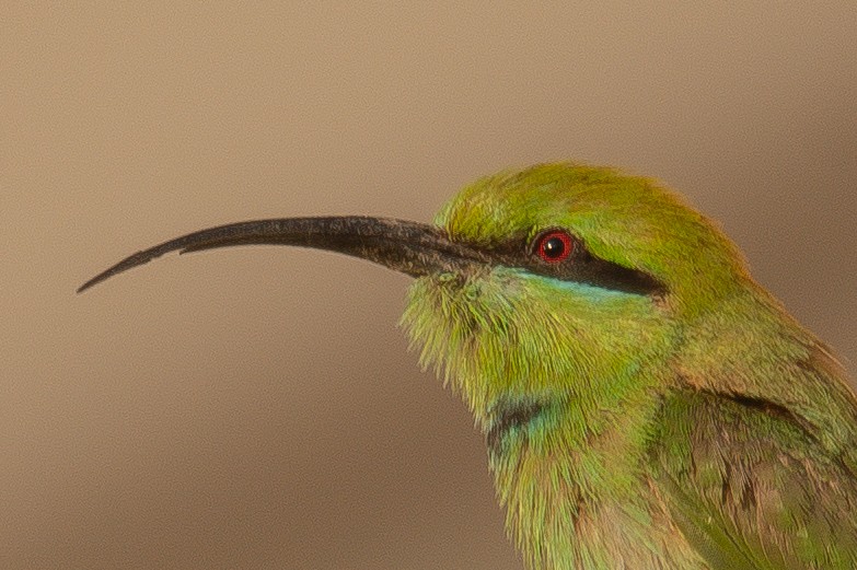 African Green Bee-eater - ML639699095