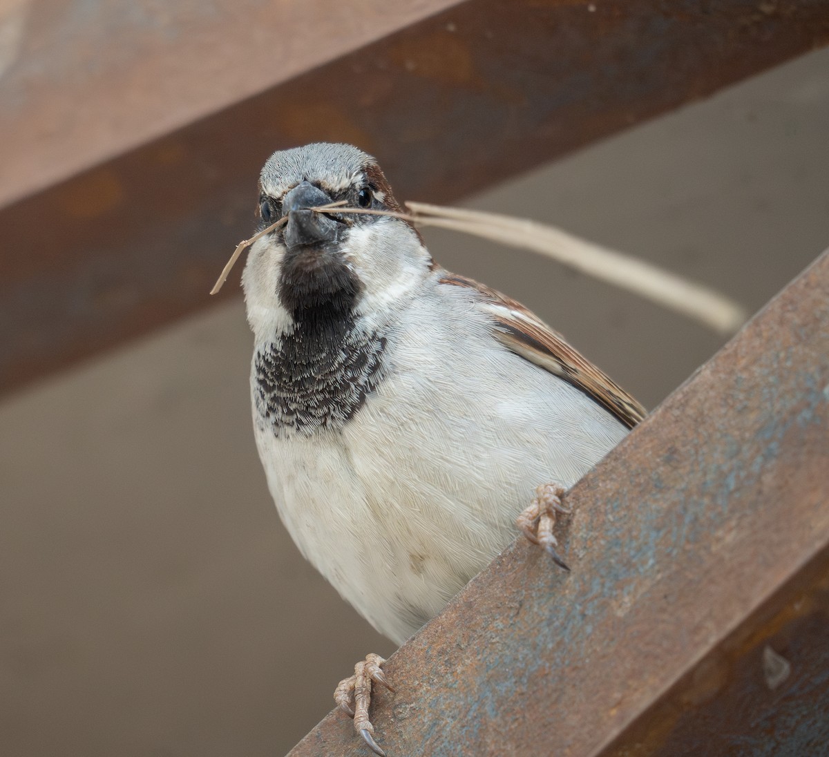 House Sparrow - ML639699102