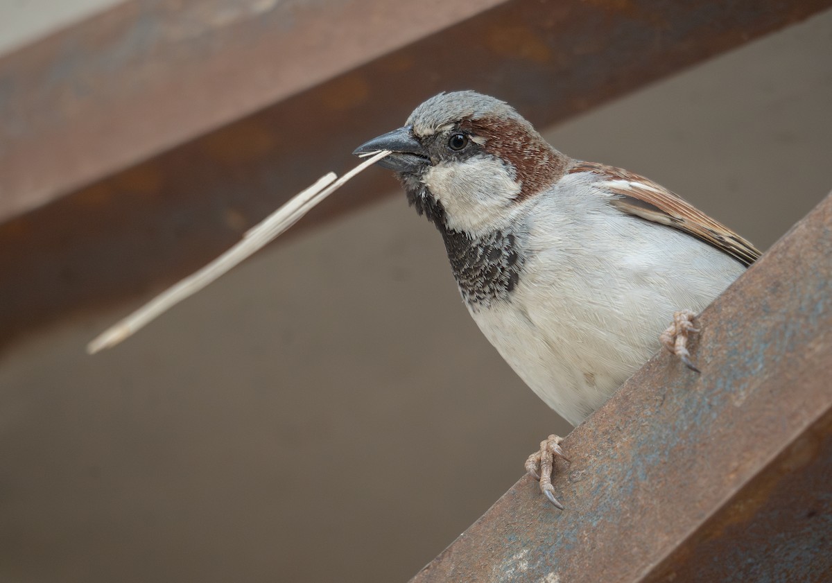 House Sparrow - ML639699104