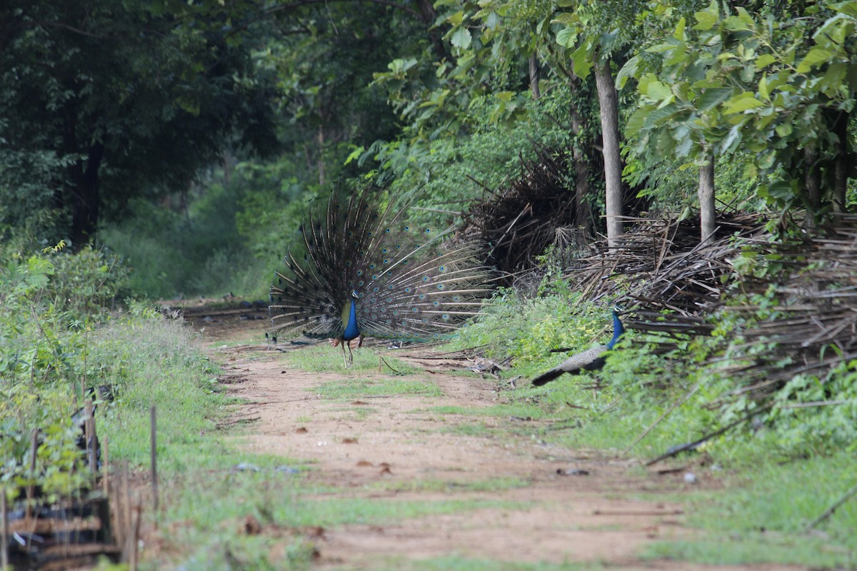Pfau - ML639699132