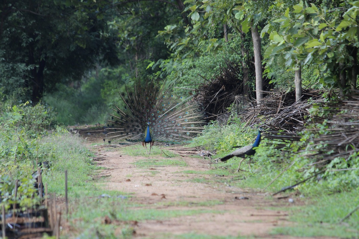 Pfau - ML639699134