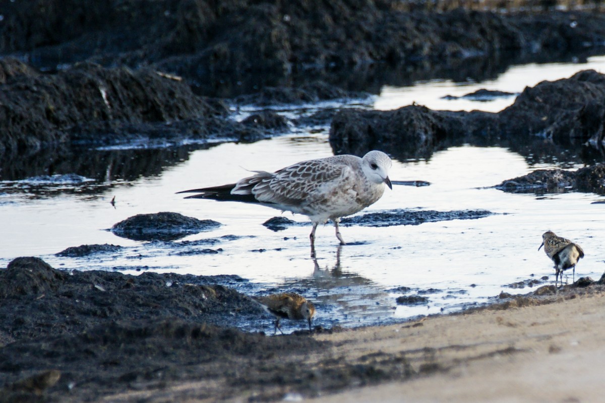 カモメ（canus） - ML639699138