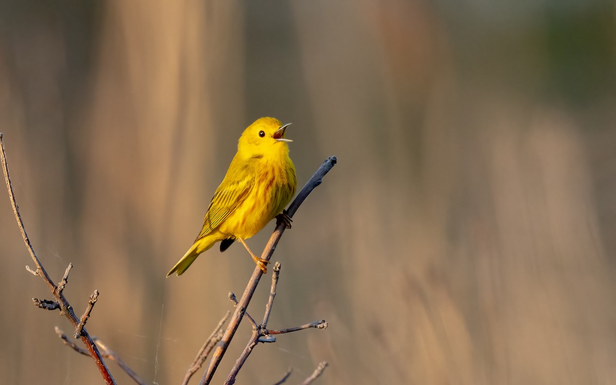Goldwaldsänger - ML639699156