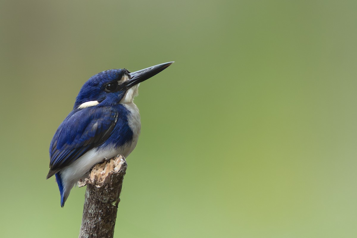 ledňáček mangrovový - ML639699213