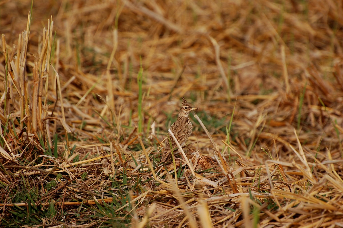 Crested Lark - ML639699217