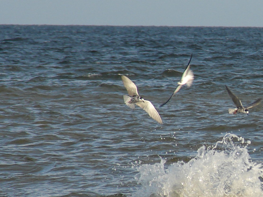 Whiskered Tern - ML639699218