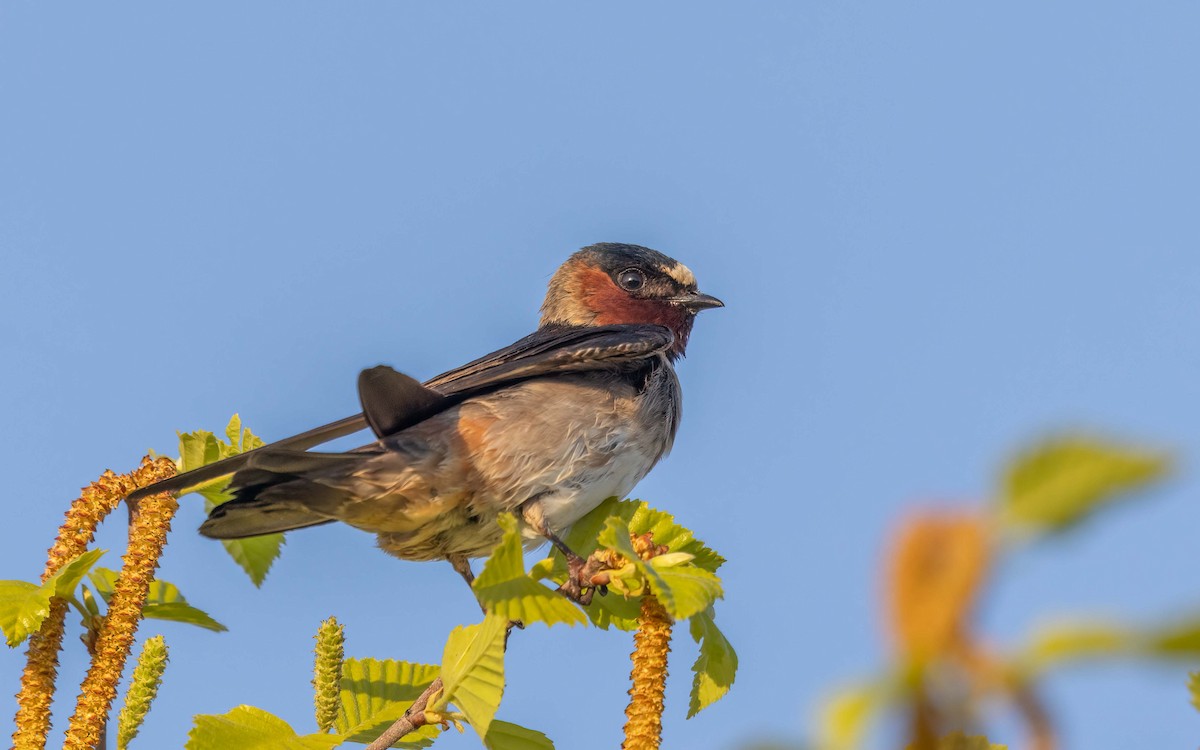 Cliff Swallow - ML639699220