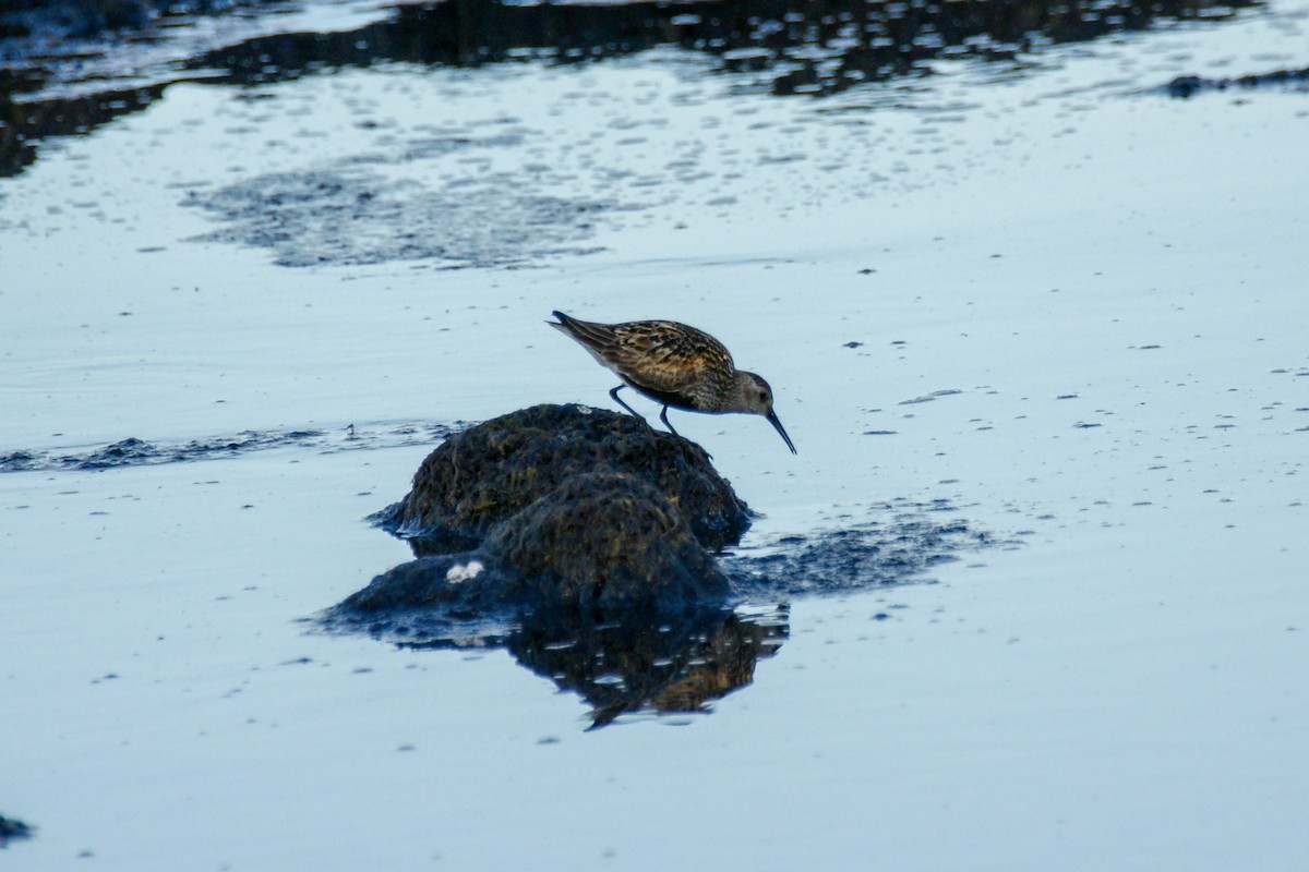 Dunlin - ML639699222