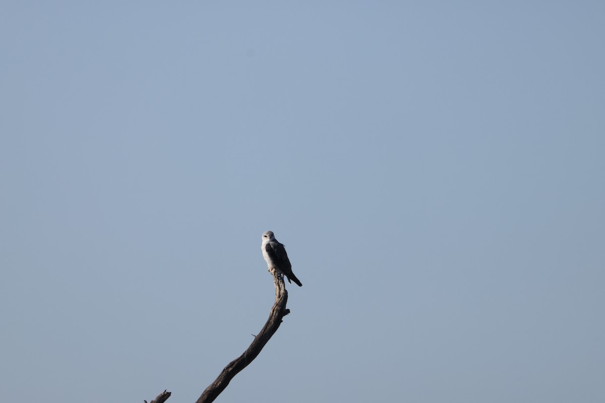 Black-winged Kite - ML639699223