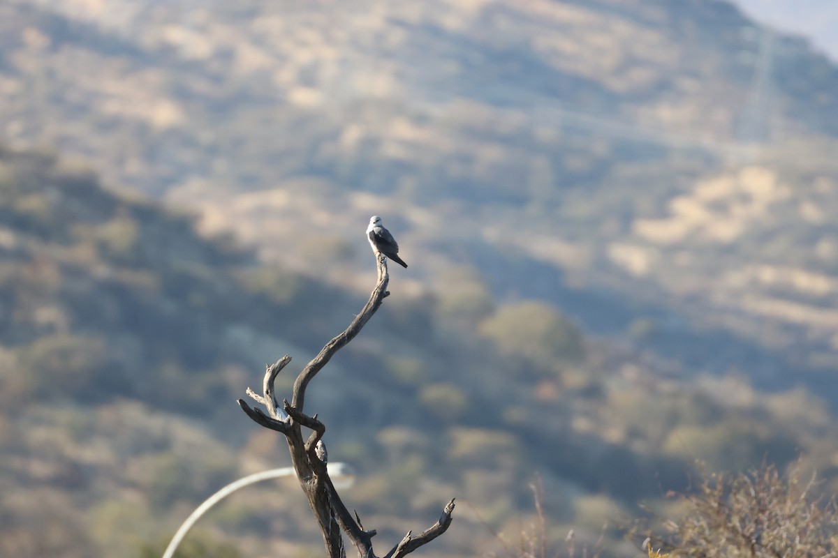 Black-winged Kite - ML639699224