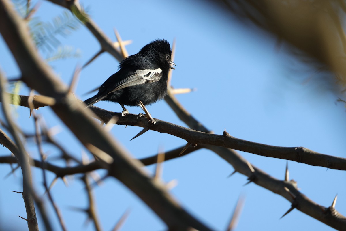 Carp's Tit - ML639699227