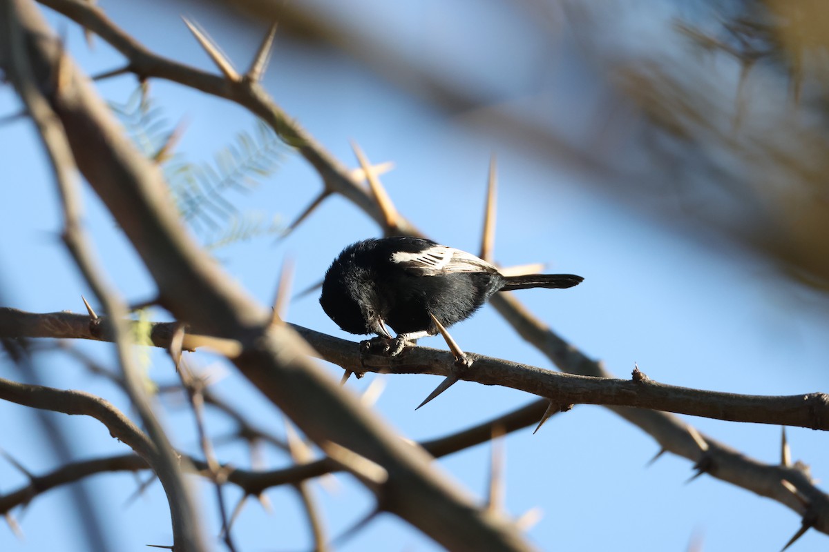 Carp's Tit - ML639699228