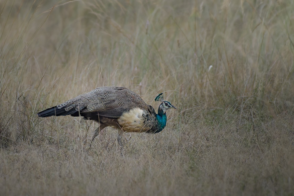 Indian Peafowl - ML639699229