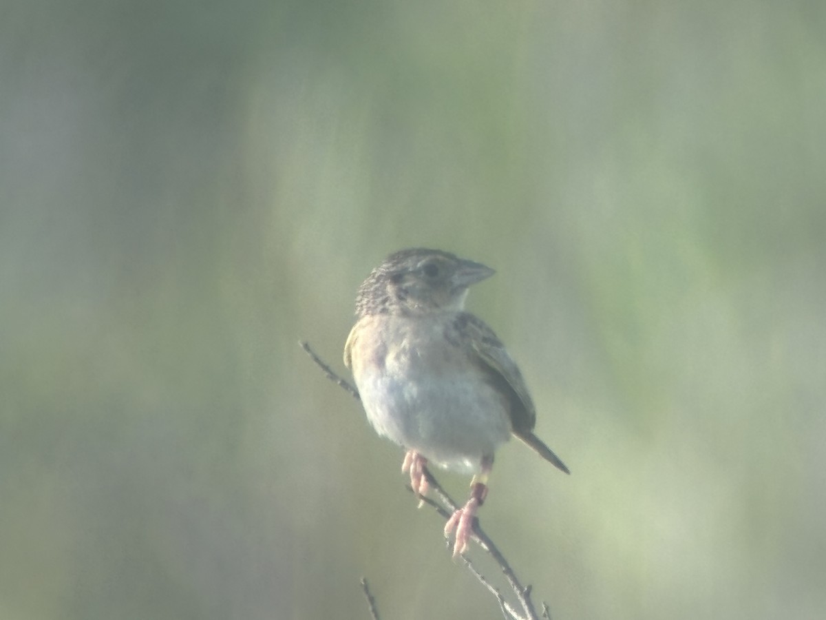 Grasshopper Sparrow - ML639699230