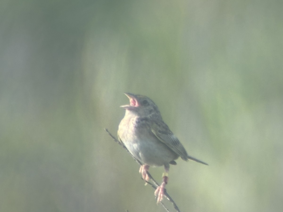 Grasshopper Sparrow - ML639699231
