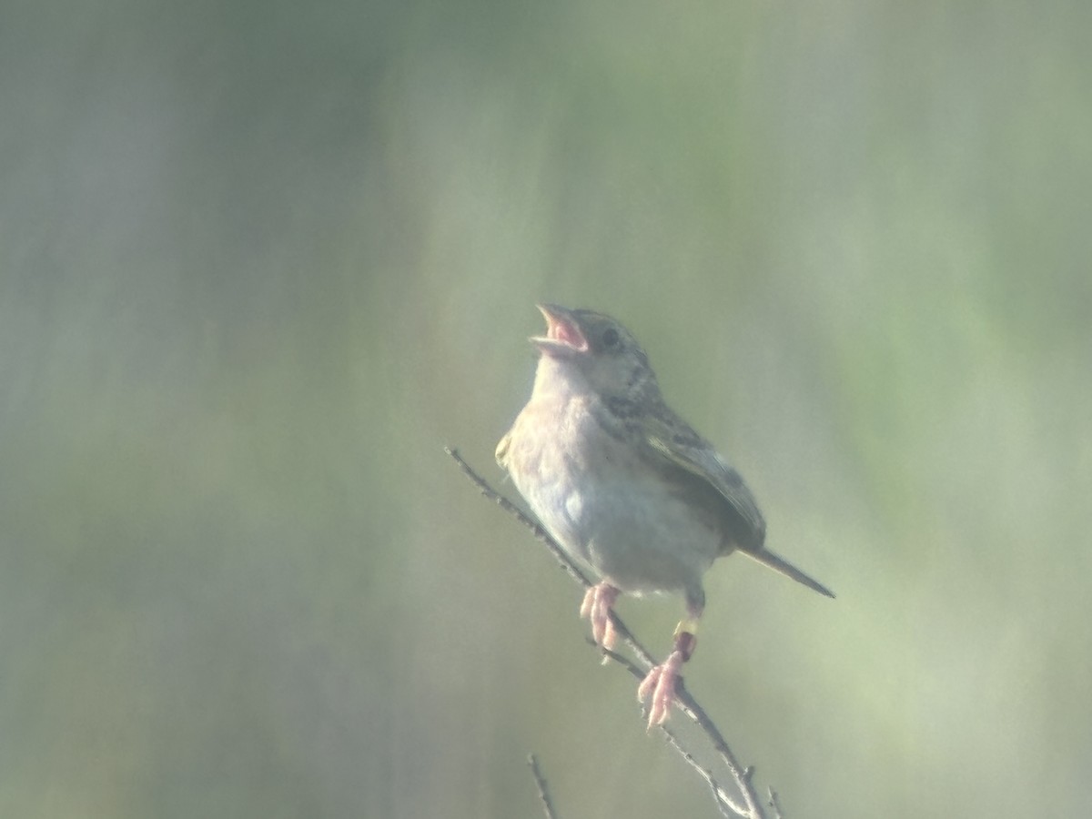 Grasshopper Sparrow - ML639699232