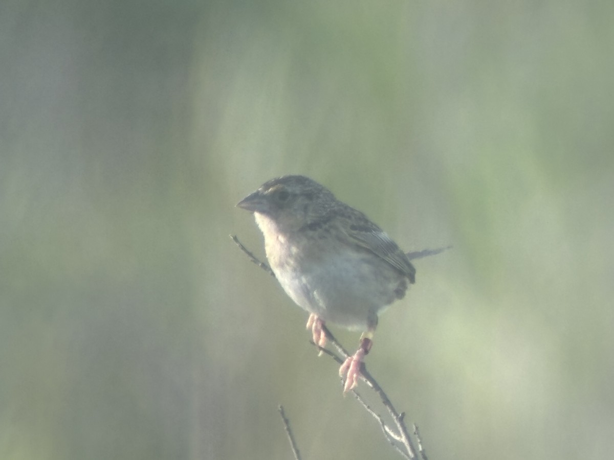 Grasshopper Sparrow - ML639699233