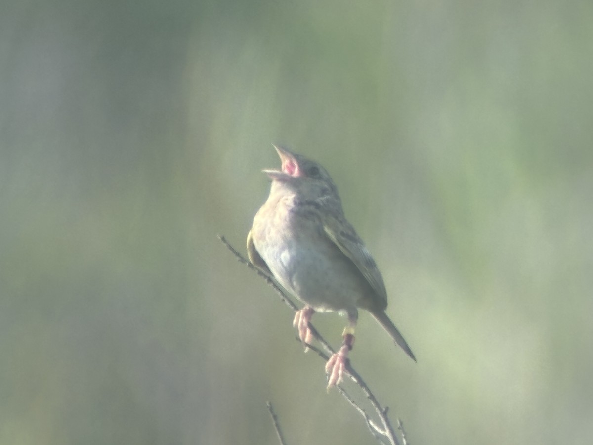 Grasshopper Sparrow - ML639699234
