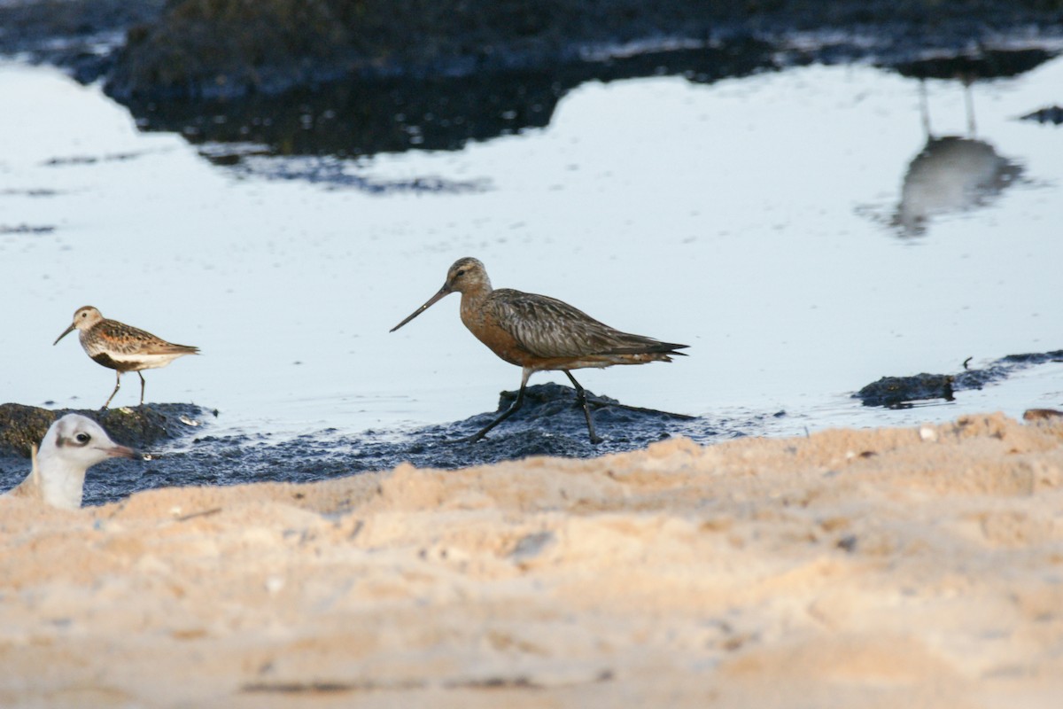 Bar-tailed Godwit - ML639699236