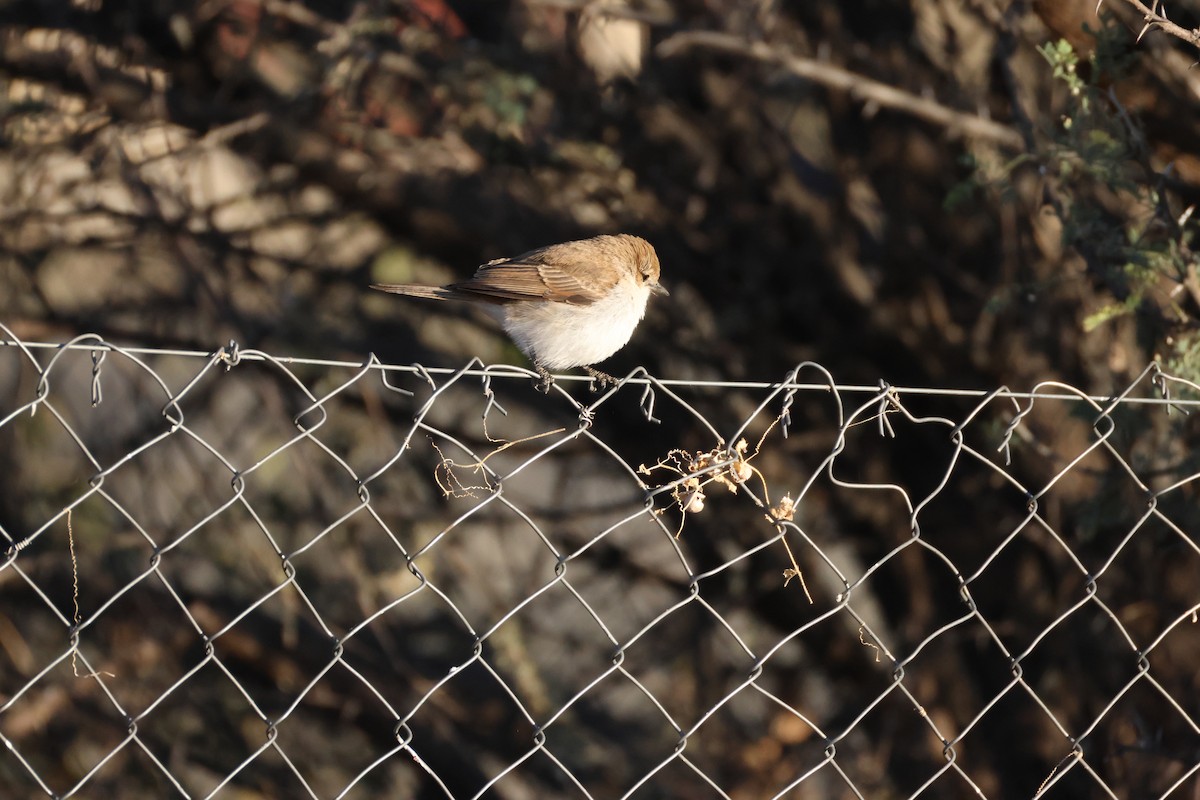 Marico Flycatcher - ML639699237