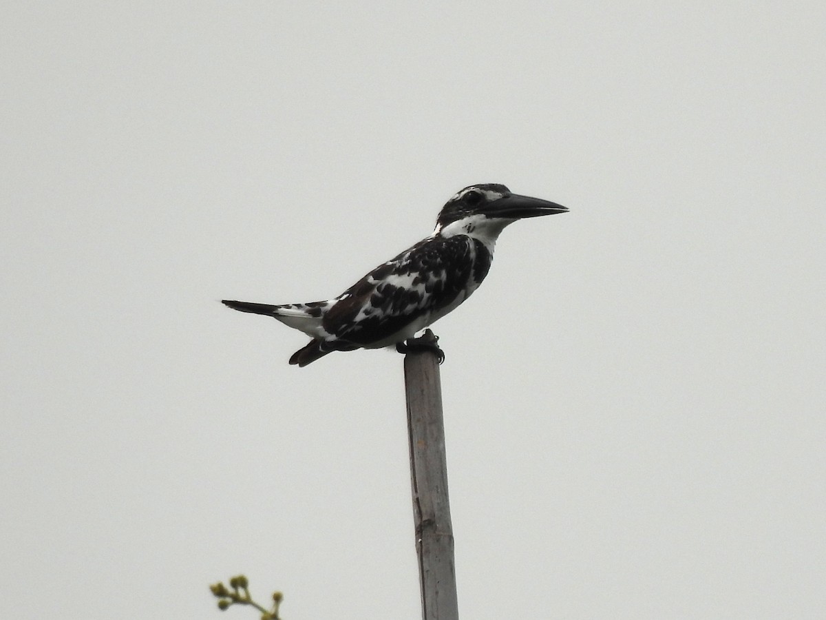 Pied Kingfisher - ML639699238