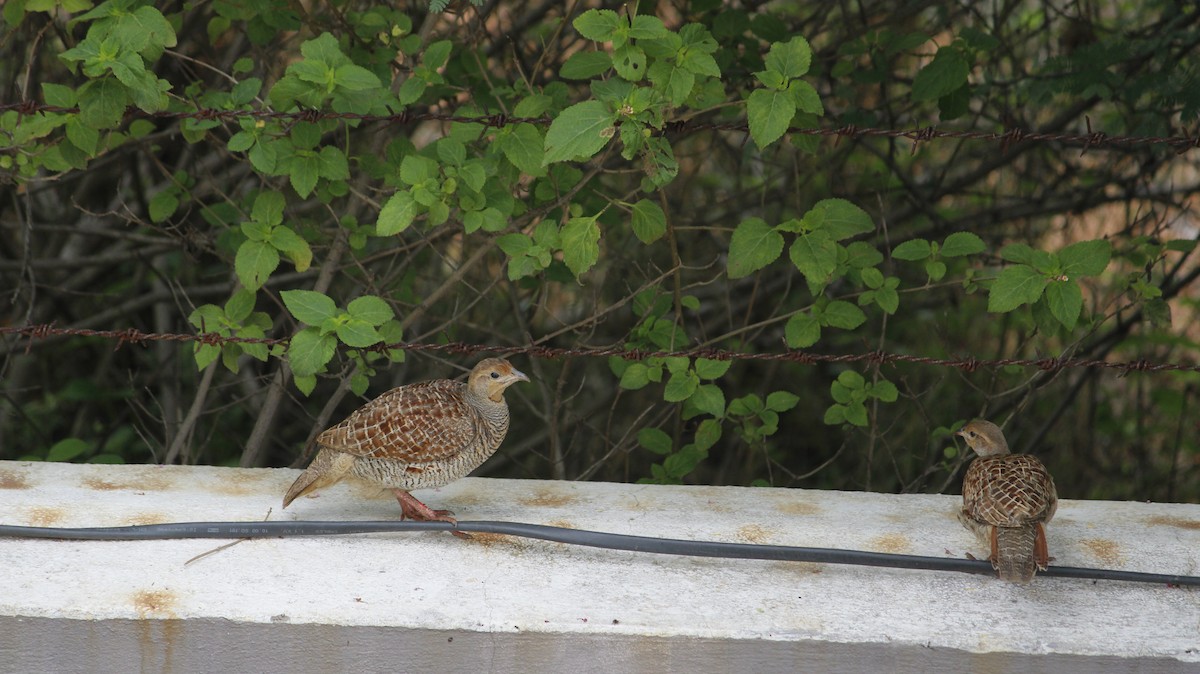 Gray Francolin - ML639699240